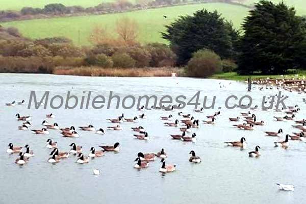 Photo 8 of caravan ref 1431