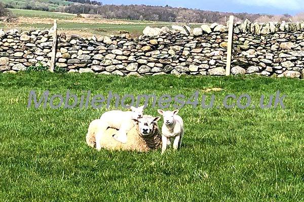 Photo 7 of caravan ref 1535